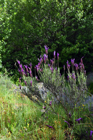 Purple flowers of Spanish Lavender (Lavandula pedunculata), a plant from the Mediterranean regionの写真素材
