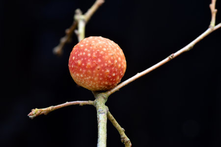 Galls or cecidia produced by an insect on an oak treeの写真素材