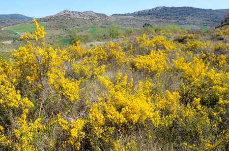 Yellow flowers of the Genista scorpius plant in springの写真素材