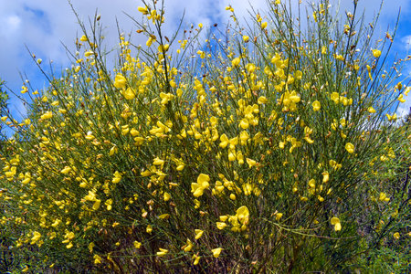 The common broom shrub (Cytisus scoparius) with its yellow flowers in springの写真素材