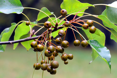 Leaves and fruits of the wild pear tree Pyrus cordata.