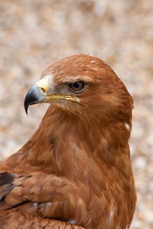 Bird of preyの写真素材