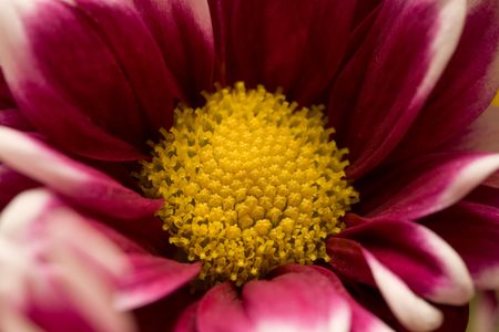 Purple flower Detail