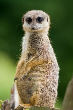 Meerkat standing guardの写真素材