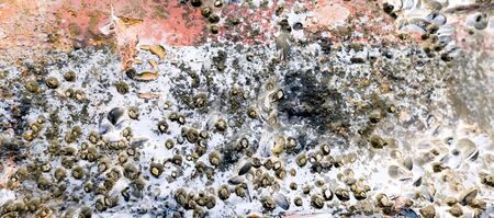 Seascape on the seabed with dog teeth attached to metal waste