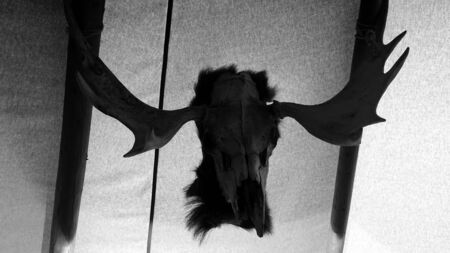 photo of a moose skullの写真素材