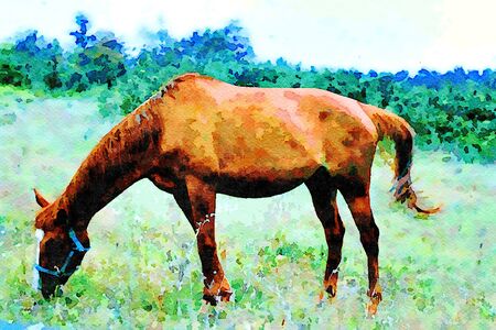 watercolor representing a bay horse grazing the quiet grassの写真素材