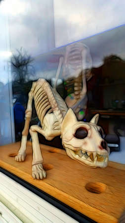 digital color painting style representing the skeleton of a cat on a windowの写真素材