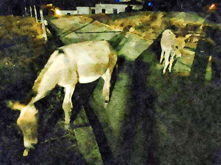 Digital watercolor painting of two donkeys walking quietly in the village.の写真素材