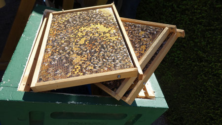 wooden frames with a representation of a hive.