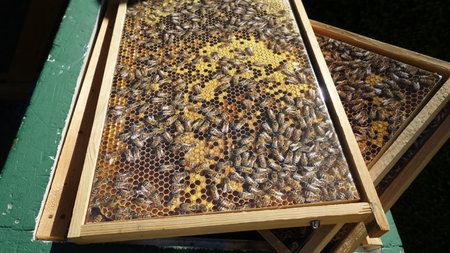 wooden frames with a representation of a hive.
