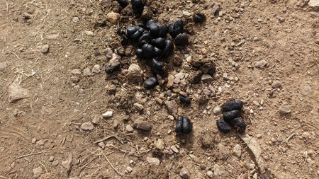 The excrement of a donkey on the dry and barren ground during the summer.