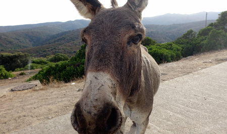 A wild donkey wanders the streets of the village during the summer.の写真素材