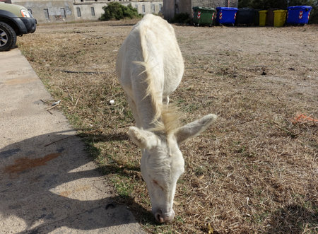 A wild albino donkey at Asinara in Sardinia during a sunny day.の写真素材