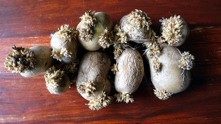 Some old, wrinkled potatoes on the wooden table that are sprouting.の写真素材