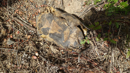 The broken carapace and remains of a large dead turtle during a dry, sunny day.の写真素材