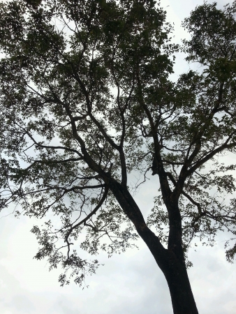 Classic tree