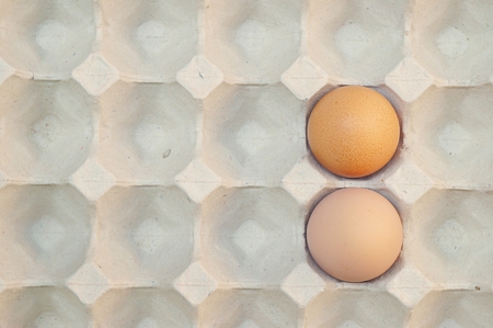 Fresh egg in the carton 