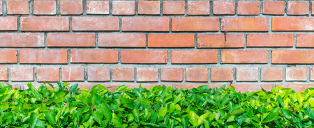 red brick wall and green plantの写真素材
