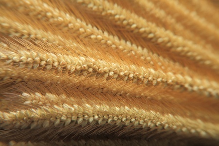 close up on barley riceの写真素材