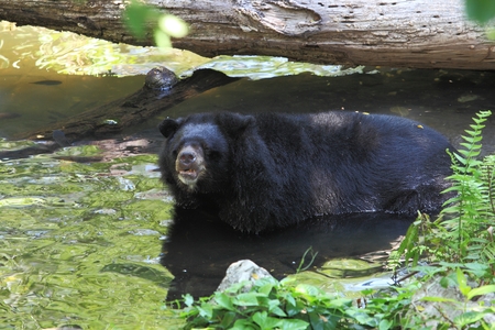 bear in the waterの写真素材
