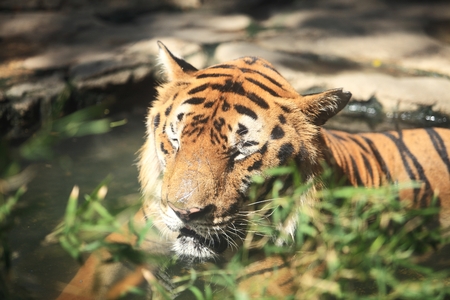 Sleeping tigerの写真素材