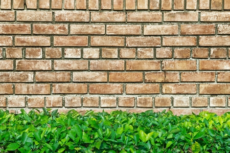 Old wall and green leaf in forgroundの写真素材