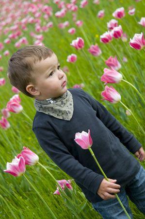 two year old boy standing among pink tulipsの写真素材