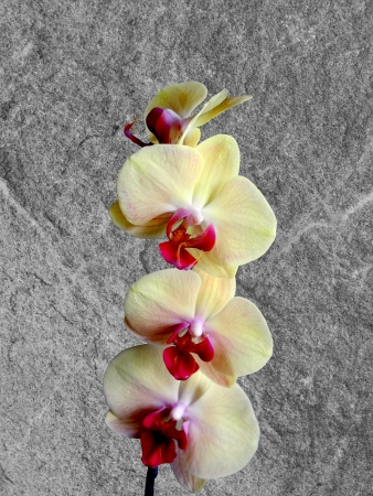 Flower, Orchid with stone backgroundの写真素材