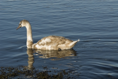 Young Swan swimming searching for foodの写真素材