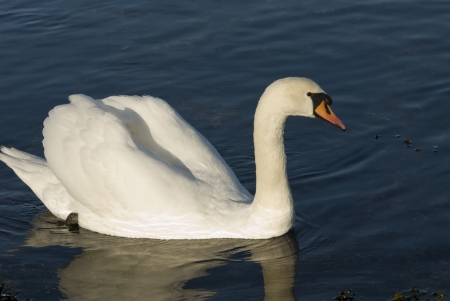 Proud adult swan in the seaの写真素材