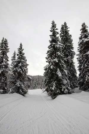 Picture from telemark, norway, winter landscape in raulandの写真素材