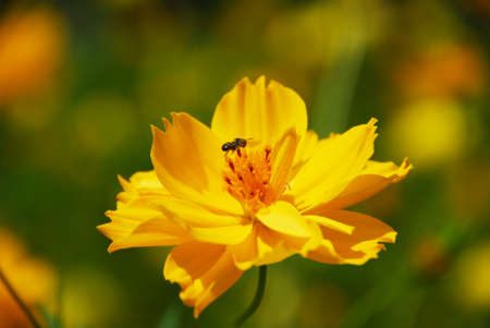 Butterfly stay on yellow flower