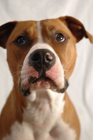 Curious Dog Headshotの写真素材