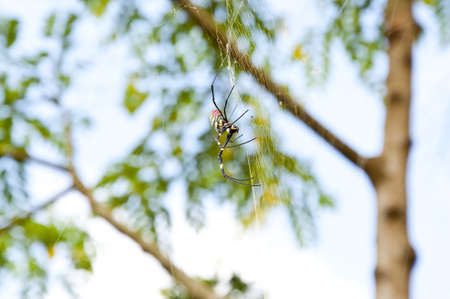 Spiderの写真素材