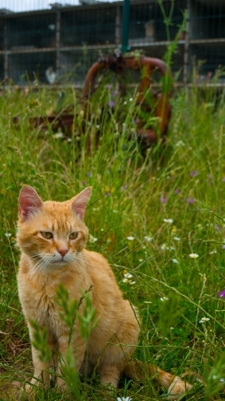 Cat on a farmの写真素材
