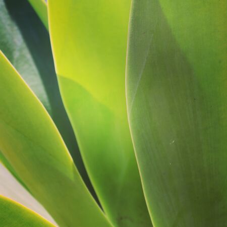 summer flora and faunaの写真素材