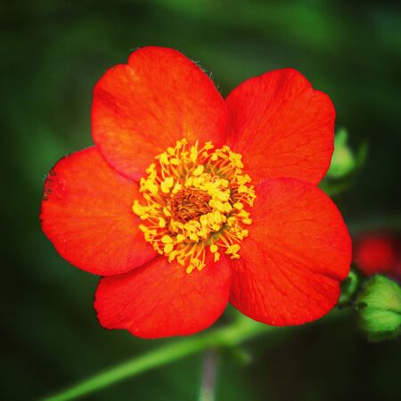 Summer flora and faunaの写真素材