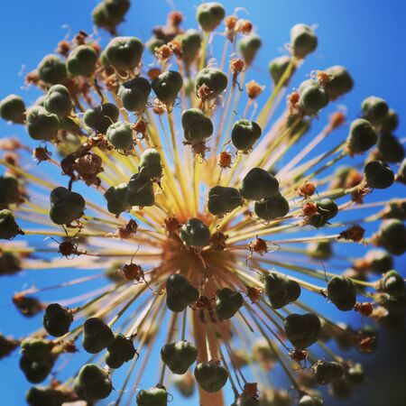 summer flora and faunaの写真素材