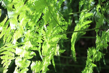 summer flora and faunaの写真素材