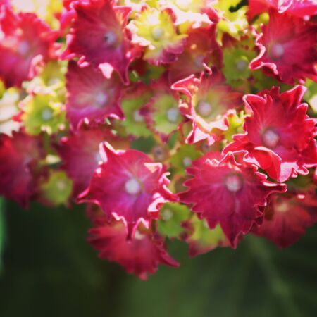 summer flora and faunaの写真素材