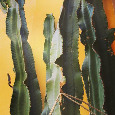 summer flora and faunaの写真素材