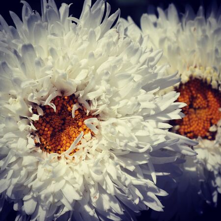 summer flora and faunaの写真素材