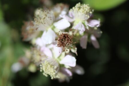 summer flora and faunaの写真素材