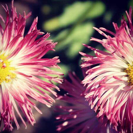 summer flora and faunaの写真素材