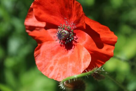 Summer flora and faunaの写真素材