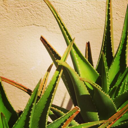 Summer flora and faunaの写真素材