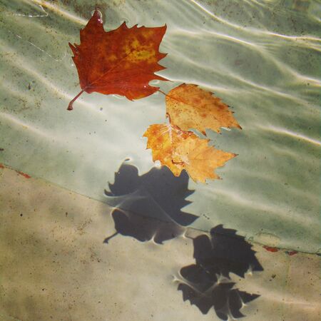 Summer flora and faunaの写真素材