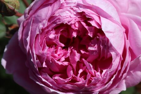 Summer flora and faunaの写真素材