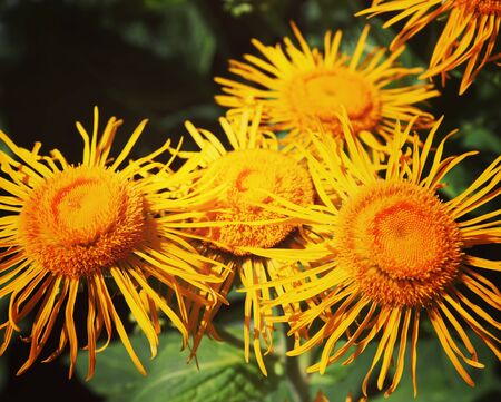 Summer flora and faunaの写真素材